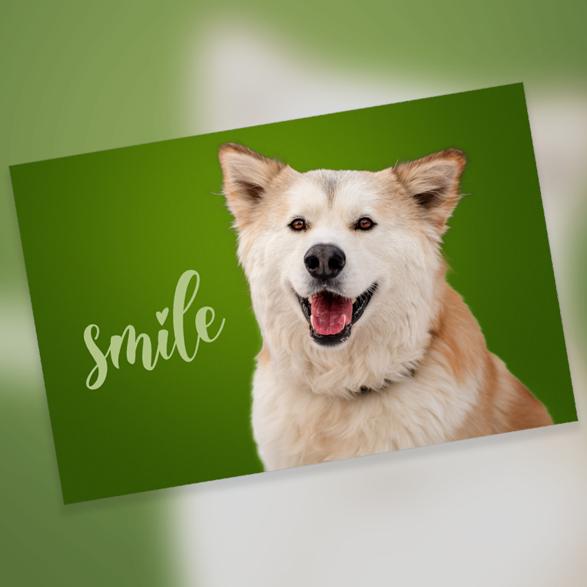 Cards - Smile 10 Pack - Blank