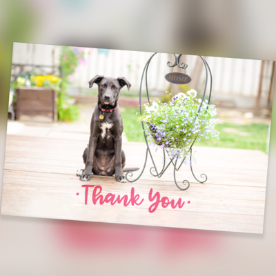 Cards - Dog or Cat Thank You 10 Pack - Blank