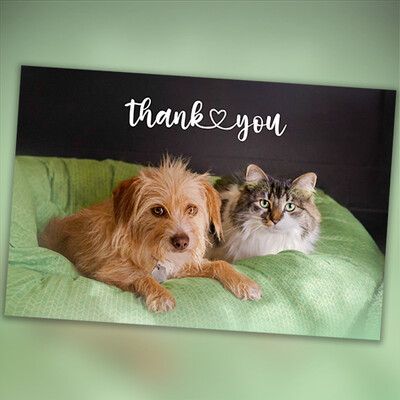 Cards - Dog and Cat Thank You 10 Pack - Blank