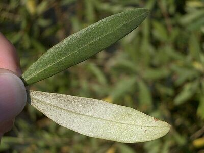Seasonal/ Antivaral Herbs and Extracts