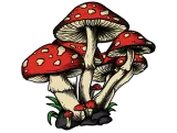 Amanita Muscaria Mushrooms