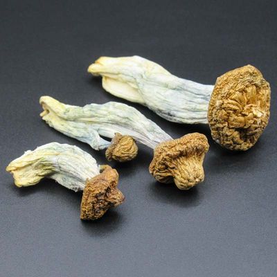 Legal Magic Mushrooms
