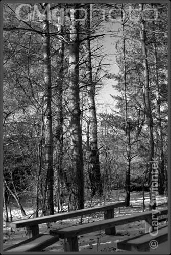 Gathering Place in Tall Pines