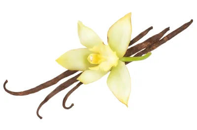 French Vanilla Massage Oil/Personal Fragrance Oil 8 fl oz (227 ml)