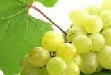 Grapeseed Carrier Oil 8 fl oz (240 ml)