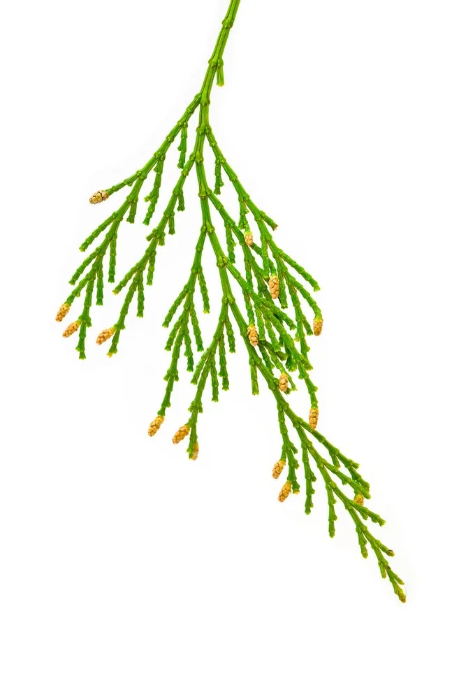 Cedarwood Pure Essential Oil - Virginian- GC Report