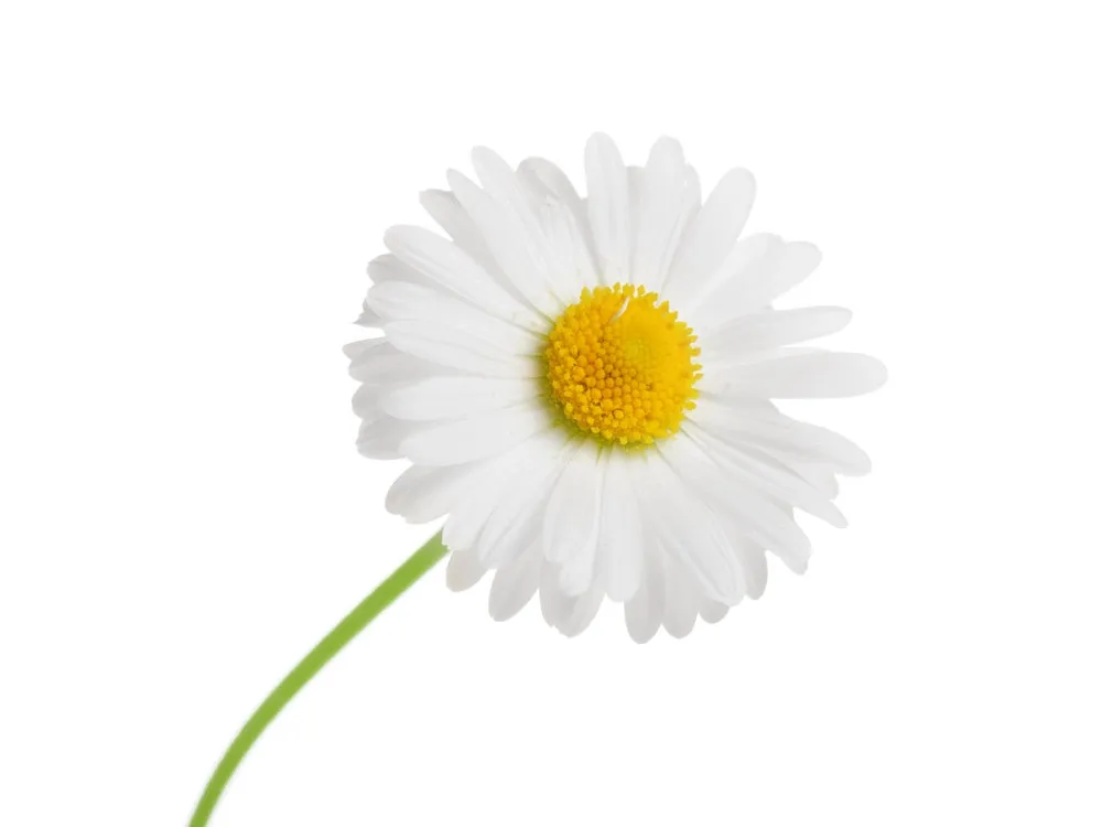 Blue (German) Chamomile, Organic Pure Essential Oil Analysis Report
