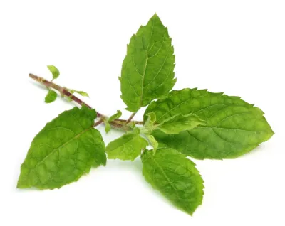 Basil (Sweet) Pure Essential Oil - Linalool CT  Analysis Report