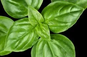 Basil (Sweet) Pure Essential Oil - Linalool CT  Analysis Report