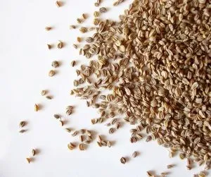 Celery Seed Pure Essential Oil Analysis Report