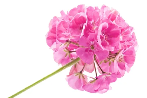 Rose Geranium Pure Essential Oil Analysis Report