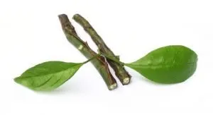 Sandalwood Pure Essential Oil  Analysis Report
