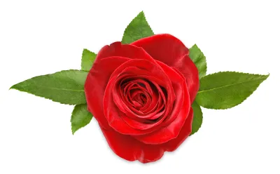 Rose Distillate Pure Essential Oil Analysis Report