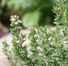 Sweet Marjoram (Origanum majorana) Pure Essential Oil Analysis Report