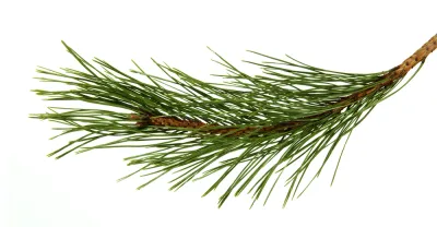 Pine, Scots Pure Essential Oil (Organic), Bulgaria, Hungary  -  Analysis Report