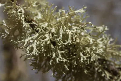 Oakmoss Absolute Oil Analysis Report