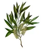 Cajeput Pure Essential Oil Analysis Report