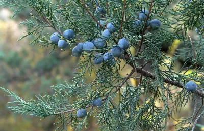 Juniper Berry Pure Essential Oil - Hungary- GC Report
