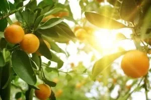 Blood Orange Pure Essential Oil Analysis Report