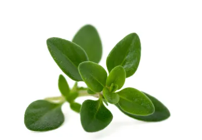 Oregano, Turkey/Albania Pure Essential Oil -  Organic - Analysis &amp; GC Report