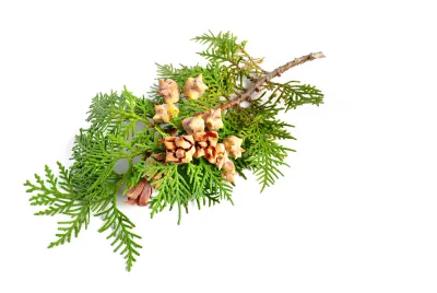 Cypress Pure Essential Oil Analysis Report