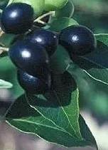 Amyris Pure Essential Oil Analysis Report