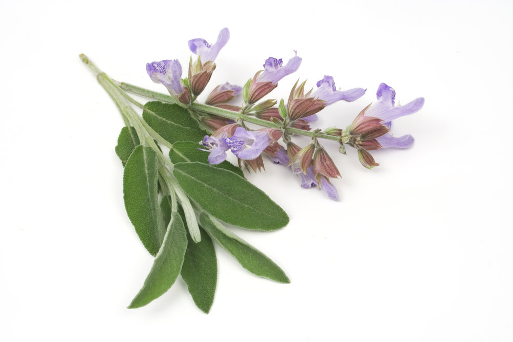 Clary Sage Pure Essential Oil Analysis Report