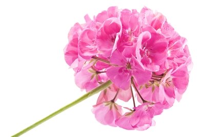 Rose Geranium Pure Essential Oil Analysis Report
