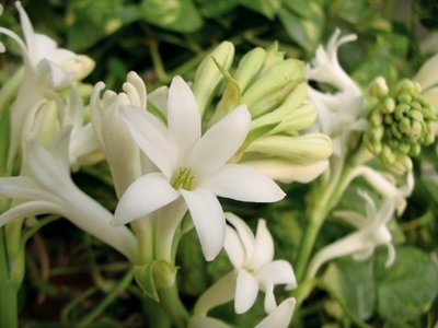 Tuberose Absolute Blend- 0.5 fl oz (15 ml)