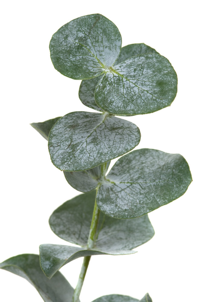 Eucalyptus, Globulus Organic Pure Essential Oil Analysis  Report