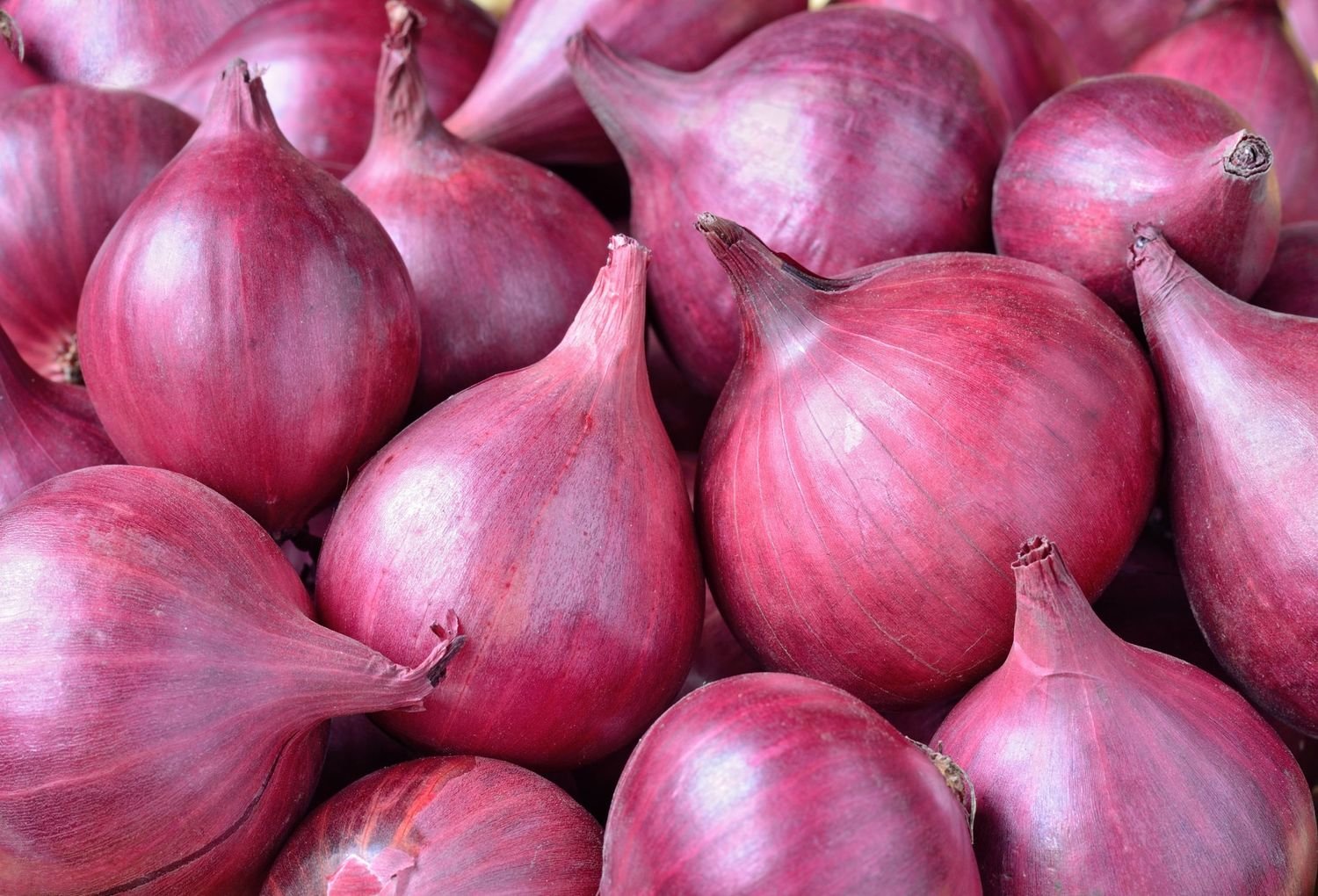 Onion Pure Essential Oil - GC Report