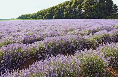 Lavender, Bulgarian Organic Pure Essential Oil Analysis Report