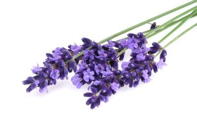 Lavender, French (Lavandula angustifolia) Pure Essential Oil Analysis Report