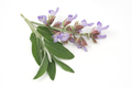 Herbaceous