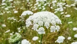 Carrot Seed Pure Essential Oil  Analysis Report