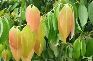 Cinnamon Leaf Pure Essential Oil Analysis Report