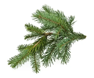 Fir Needle Pure Essential Oil Analysis Report