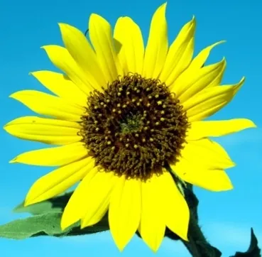 Sunflower Carrier Oil 8 fl oz (227 ml)