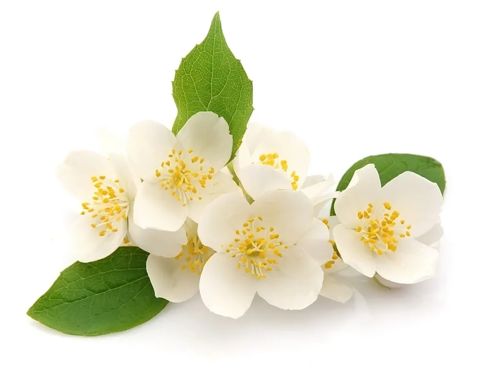 Jasmine Absolute  Oil Analysis Report