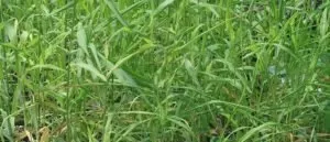 Palmarosa Pure Essential Oil Analysis Report