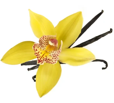 Vanilla Massage Oil/Personal Fragrance Oil 8 fl oz (227 ml)