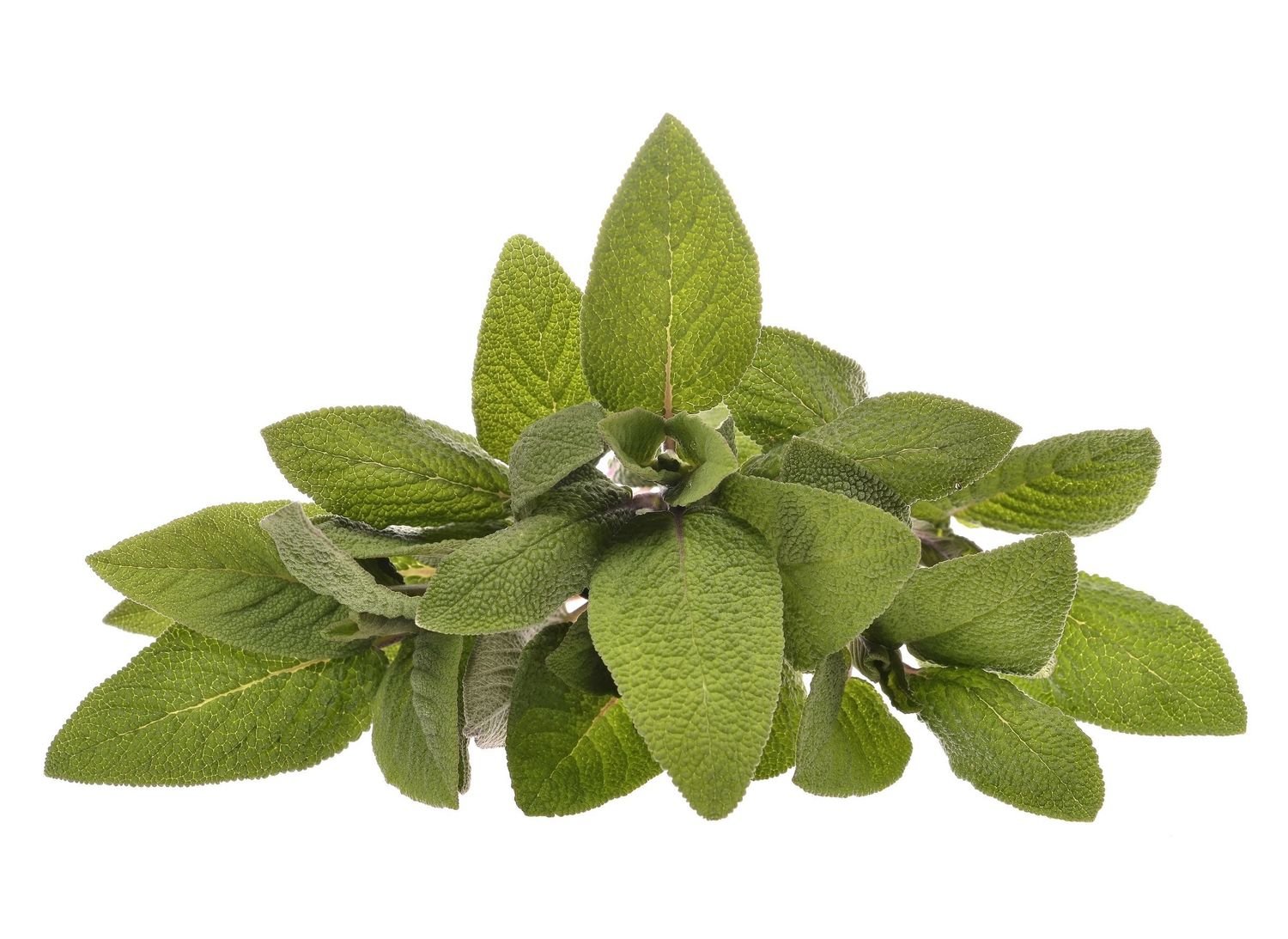 Sage officinalis (Hungary) Pure Essential Oil GC Report &amp; Free Affirmation Digital Card