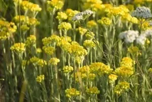 Helichrysum, Organic (Helichrysum italicum) Pure Essential Oil Analysis Report