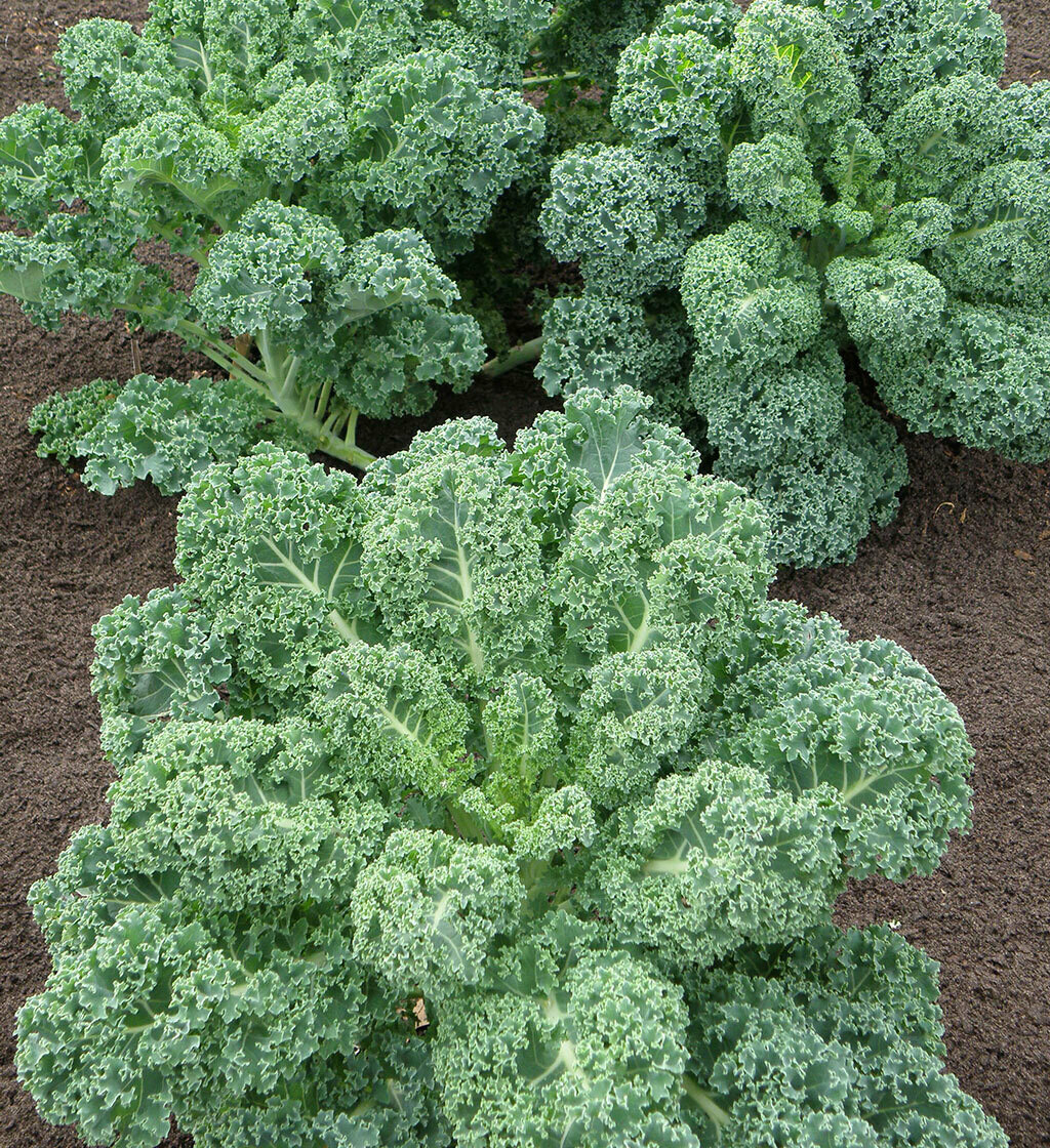 Kale crecha (manoxo)