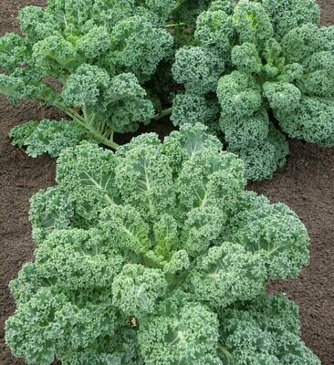 Kale crecha (manoxo)