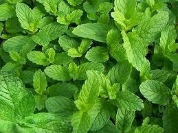 Menta fresca