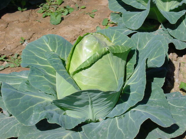 Repollo Picudo (1,2-1,3kg)