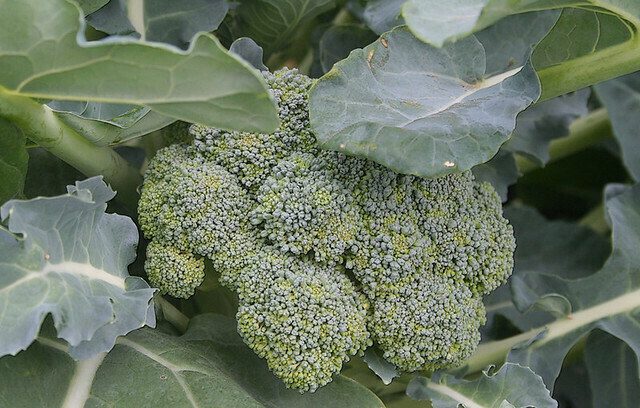 Brócoli SEN folla (450-500 gr)