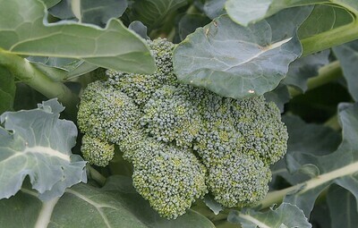 Brócoli SEN folla (450-500 gr)