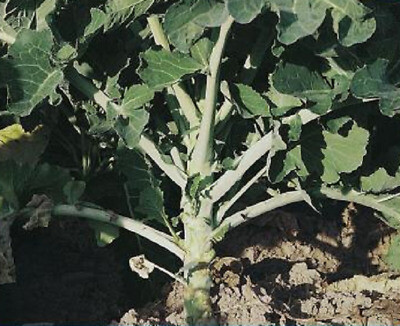 Verza gallega (manoxo)